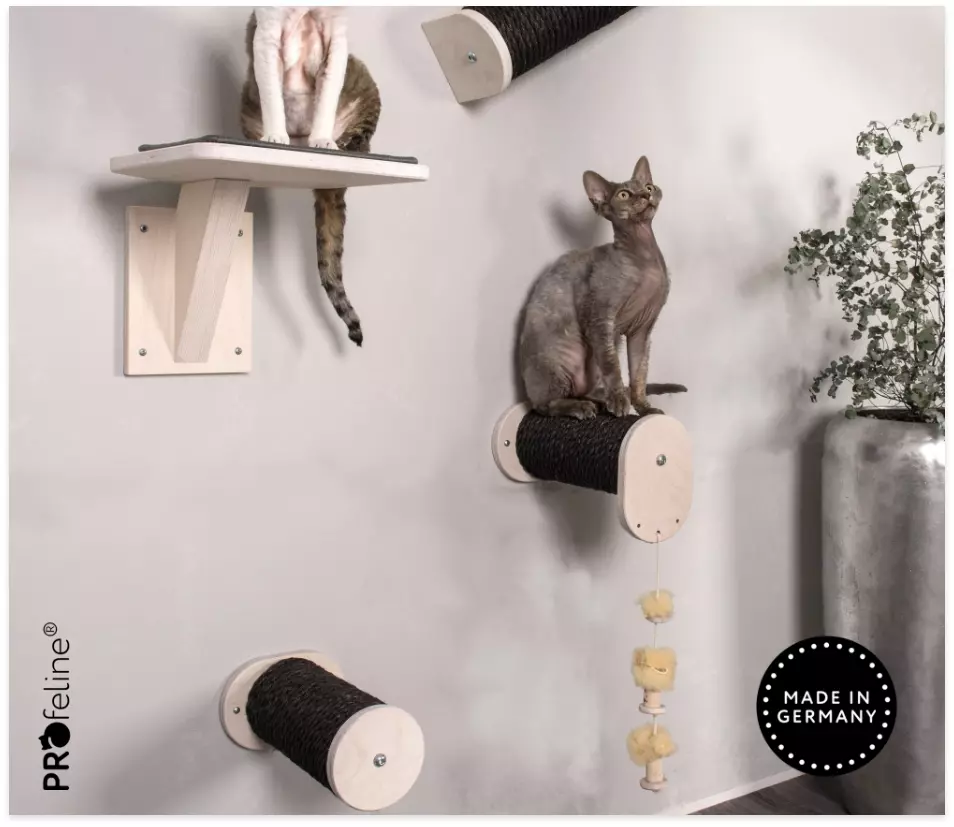 Cats Catwalks